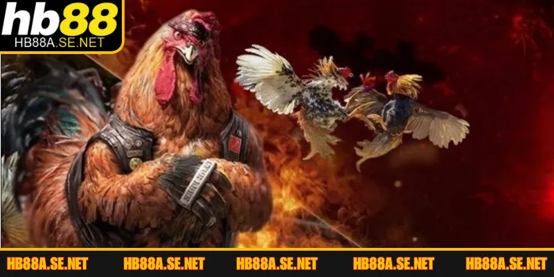 Đá Gà HB88 - Mỗi Trận Một Nhịp, Xem Là Khó Rời 1 Đá gà HB88 sảnh cược hot hàng đầu hiện nay