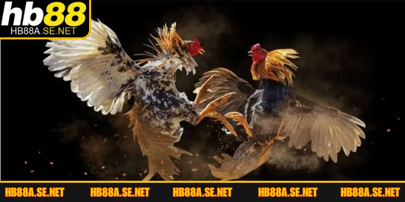 Đá Gà HB88 - Mỗi Trận Một Nhịp, Xem Là Khó Rời 3 Top loại hình đá gà HB88 nên trải nghiệm